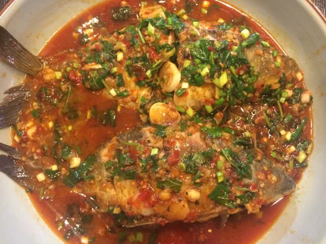 Crucian Carp