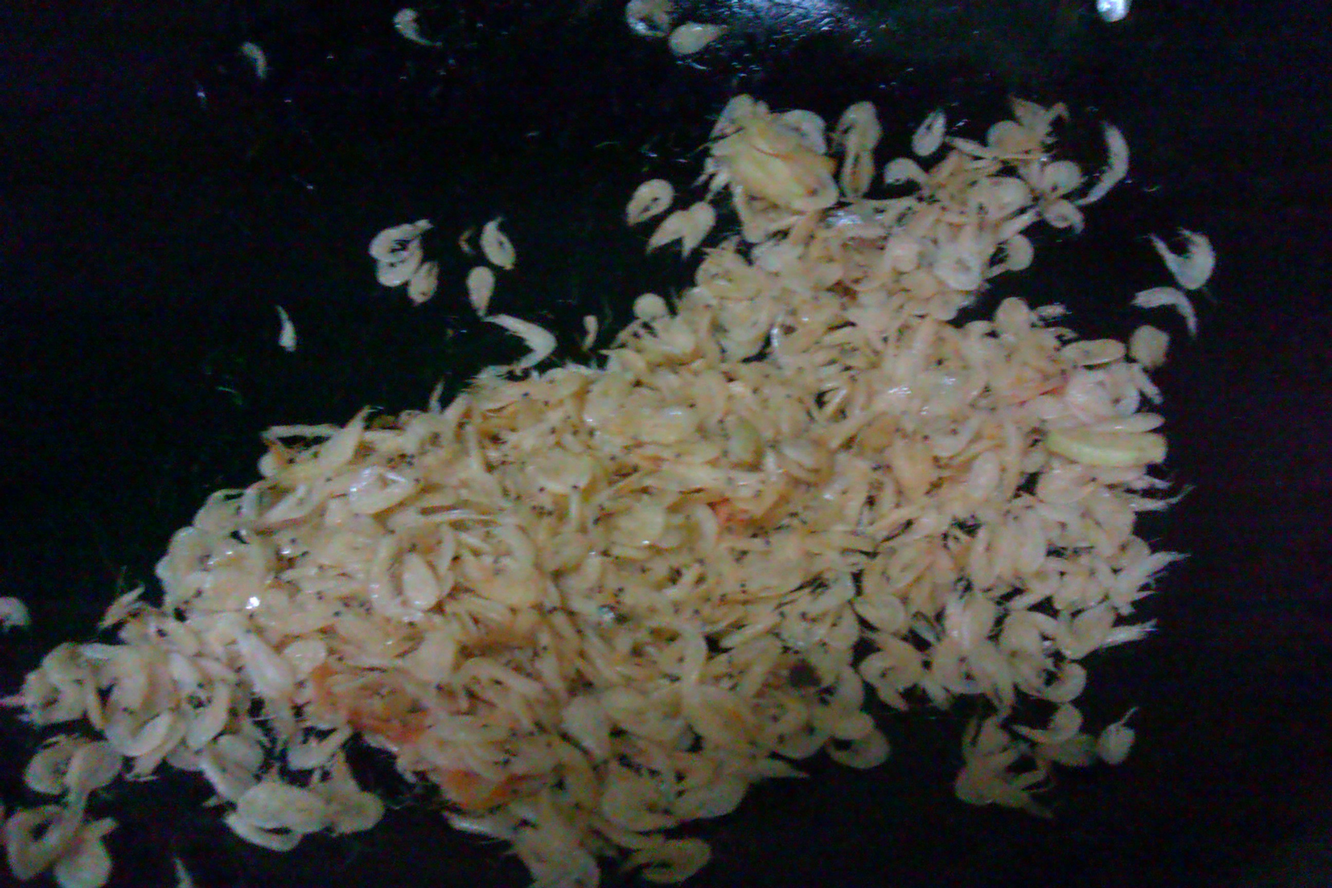 Step 7